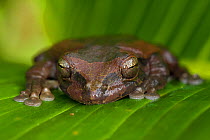 Mexican Treefrog (Smilisca baudinii) on leaf, Northern Costa Rica, Central America