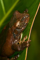 Mexican Treefrog (Smilisca baudinii) on leaf, Northern Costa Rica, Central America