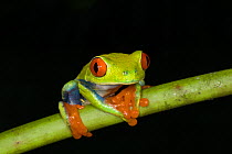 Red-eyed Treefrog (Agalychnis calydryas) on stem, Northern Costa Rica, Central America