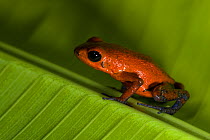Strawberry Poison Dart Frog (Dendrobates pumilio) on leaf, Northern Costa Rica, Central America