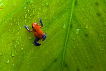Strawberry Poison Dart Frog (Dendrobates pumilio) on leaf, Northern Costa Rica, Central America