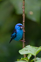 Blue Dacnis (Dacnis cayana) male, Northern Costa Rica, Central America