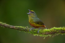 Olive-backed Euphonia (Euphonia gouldi) singing on branch, Northern Costa Rica, Central America