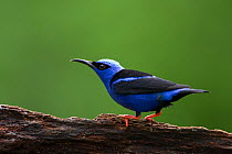 Red-legged Honeycreeper (Cyanerpes cyaneus) male profile, Northern Costa Rica, Central America