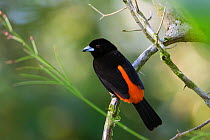Scarlet-rumped Tanager (Ramphocelus passerinii) male, Northern Costa Rica, Central America
