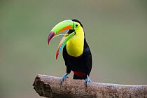 Keel-billed Toucan (Ramphastos sulfuratus) with beak open and tongue visible, Northern Costa Rica, Central America