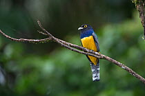 Violaceous Trogon (Trogon violaceus) male perched on branch, Northern Costa Rica, Central America