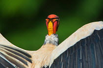 King Vulture (Sarcoramphus papa) rear view, with wings spread, Northern Costa Rica