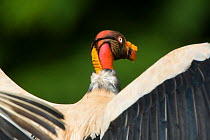 King Vulture (Sarcoramphus papa) with wings stretched, rear view, Northern Costa Rica, Central America