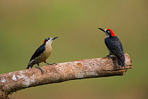 Black-cheeked Woodpecker (Melanerpes pucherani) pair - female on the right hand side, Northern Costa Rica, Central America