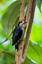 Black-cheeked Woodpecker (Melanerpes pucherani) female, northern Costa Rica, Central America