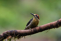 Black-cheeked Woodpecker (Melanerpes pucherani) female, Northern Costa Rica, Central America