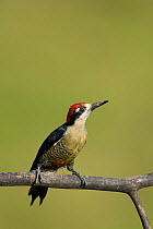 Black-cheeked Woodpecker (Melanerpes pucherani) female, northern Costa Rica, Central America