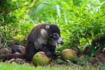 Coatimundi (Nasua nasua) investigating fruit on the floor, Osa Peninsula, Costa Rica