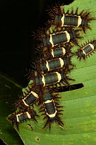 Cup Moth Caterpillars (Acharia nesea) feeding on leaf edge, Osa Peninsula, Costa Rica.