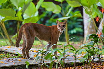 Mountain Lion (Puma concolor costaricensis) adult female in ecolodge garden, Osa Peninsula, Costa Rica