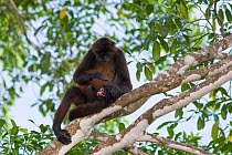 Black-handed Spider Monkey (Ateles geoffroyi ornatus) mother and infant. Osa Peninsula, Costa Rica