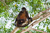 Black-handed Spider Monkey (Ateles geoffroyi ornatus) mother and infant. Osa Peninsula, Costa Rica