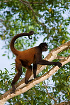 Black-handed Spider Monkey (Ateles geoffroyi ornatus) with prehensile tail curled round, climbing tree, Osa Peninsula, Costa Rica