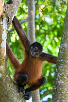 Black-handed Spider Monkey (Ateles geoffroyi ornatus) Osa Peninsula, Costa Rica