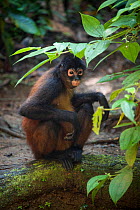 Black-handed Spider Monkey (Ateles geoffroyi ornatus) young female, captive in rehabilitation centre, Osa Animal Sanctuary, Costa Rica.