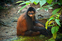Black-handed Spider Monkey (Ateles geoffroyi ornatus) young female, captive in rehabilitation centre, Osa Animal Sanctuary, Costa Rica