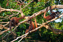 Black-handed Spider Monkey (Ateles geoffroyi ornatus) group of males in tree, Osa Peninsula, Costa Rica