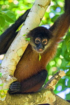 Black-handed Spider Monkey (Ateles geoffroyi ornatus) resting. Osa Peninsula, Costa Rica