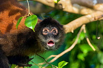 Black-handed Spider Monkey (Ateles geoffroyi ornatus) with eyes and mouth wide, part of visual communication between spider monkeys in response to threats, Osa Peninsula, Costa Rica