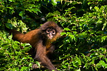 Black-handed Spider Monkey (Ateles geoffroyi ornatus) sub adult, Osa Peninsula, Costa Rica