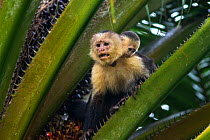 White-faced Capuchin (Cebus capucinus imitator) mother and infant. Osa Peninsula, Costa Rica