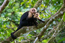 White-faced Capuchin (Cebus capucinus imitator) large male grabbing sub-adult, Osa Peninsula, Costa Rica