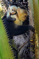White-faced Capuchin (Cebus capucinus imitator) mother with infant feeding on palm fruit. Osa Peninsula, Costa Rica