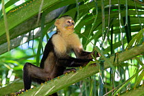 White-faced Capuchin (Cebus capucinus imitator) chewing on grass, with face covered in pollen from flower, Osa Peninsula, Costa Rica