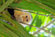 White-faced Capuchin (Cebus capucinus imitator) looking down though leaves, Osa Peninsula, Costa Rica