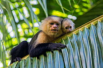 White-faced Capuchin (Cebus capucinus imitator) mother and baby. Osa Peninsula, Costa Rica