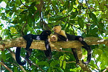 White-faced Capuchins (Cebus capucinus imitator) grooming while resting.Osa Peninsula, Costa Rica