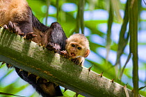 White-faced Capuchin (Cebus capucinus imitator) baby in palm tree. Osa Peninsula, Costa Rica