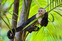 White-faced Capuchin (Cebus capucinus imitator) resting in palm tree.Osa Peninsula, Costa Rica