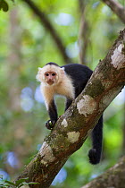 White-faced Capuchin (Cebus capucinus imitator)  Osa Peninsula, Costa Rica