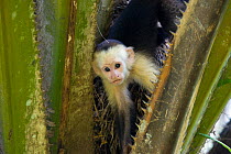 White-faced Capuchin (Cebus capucinus imitator) in palm tree.Osa Peninsula, Costa Rica