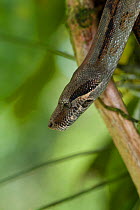 Boa Constrictor (Boa constrictor imperator) Northern Costa Rica, Central America