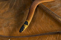 Red coffee snake (Ninia sebae) Northern Costa Rica, Central America
