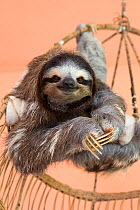 Brown-throated Three-toed Sloth (Bradypus variegatus) female named 'Buttercup' captive in rehabilitation program Aviarios Sloth Sanctuary, Costa Rica.