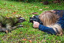Brown-throated Three-toed Sloth (Bradypus variegatus) photographer taking picture of wild sloth crossing garden of Aviarios Sloth Sanctuary, Costa Rica.