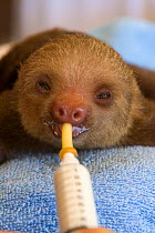 Hoffmann's Two-toed Sloth (Choloepus hoffmanni) orphaned baby sloth bottle-feeding, captive part of rehabilitation program at Aviarios Sloth Sanctuary, Costa Rica