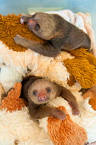 Hoffmann's Two-toed Sloth (Choloepus hoffmanni) orphaned babies with cuddly toys,  captive part of rehabilitation program at Aviarios Sloth Sanctuary, Costa Rica