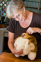 Hoffmann's Two-toed Sloth (Choloepus hoffmanni) Judy Avey-Arroyo with orphaned baby sloth part of rehabilitation program at Aviarios Sloth Sanctuary, Costa Rica.