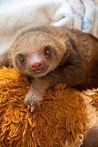 Hoffmann's Two-toed Sloth (Choloepus hoffmanni) orphaned baby, with cuddly toys, part of rehabilitation program at Aviarios Sloth Sanctuary, Costa Rica.