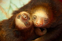 Hoffmann's Two-toed Sloth (Choloepus hoffmanni)  orphaned babies in rehabilitation program, Aviarios Sloth Sanctuary, Costa Rica.
